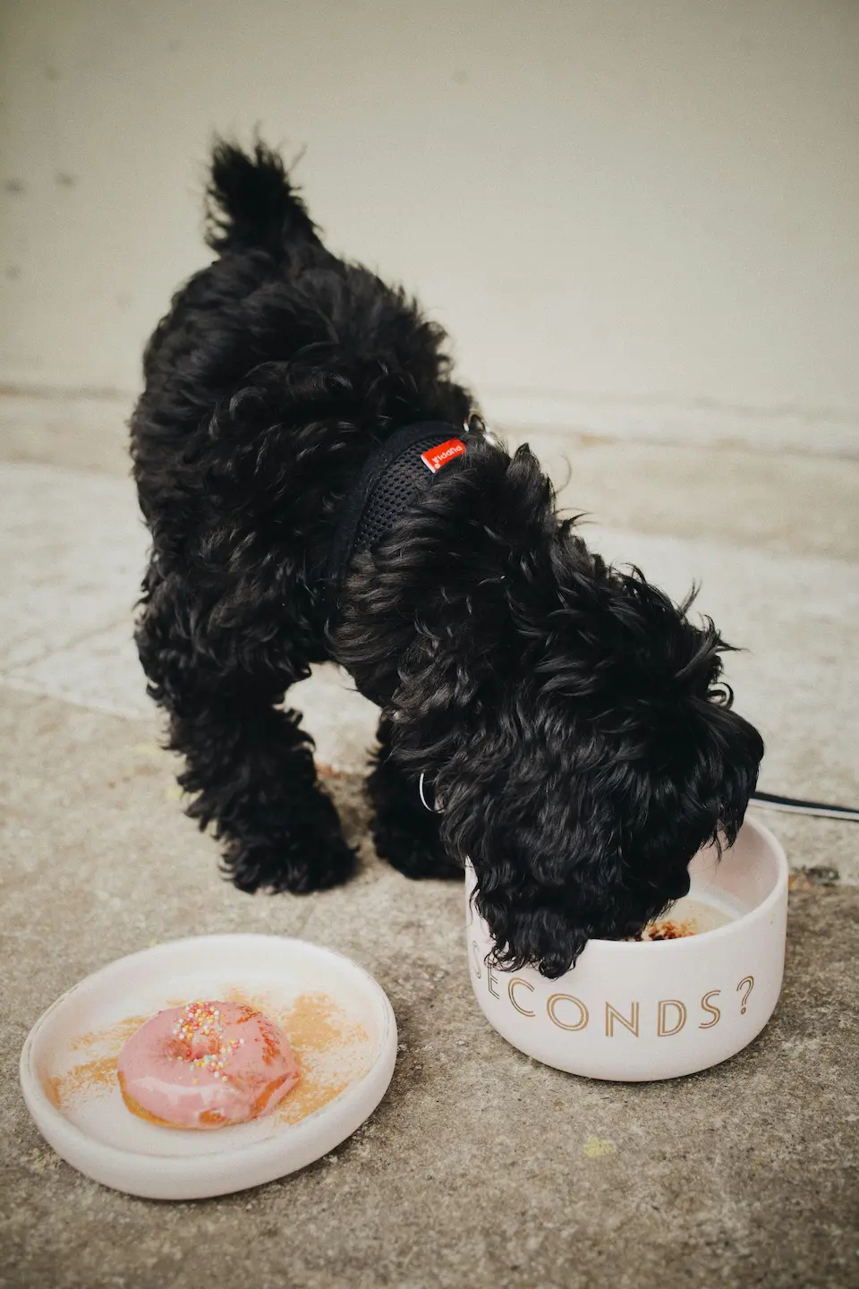 Dog eating probiotics from a bowl
