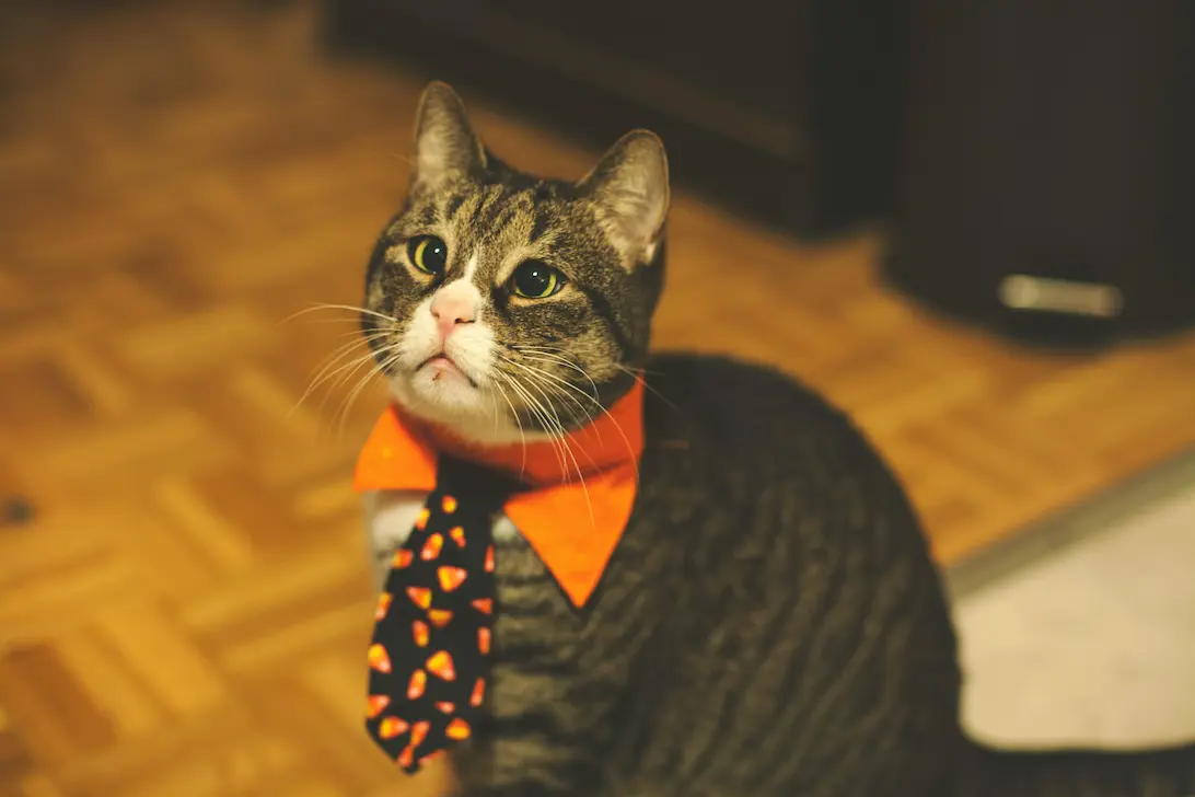 Choose Your Pet Costume: The Ultimate 2025 Pet Costume Guide 2 Halloween costumes for pets – cat dressed as wizard