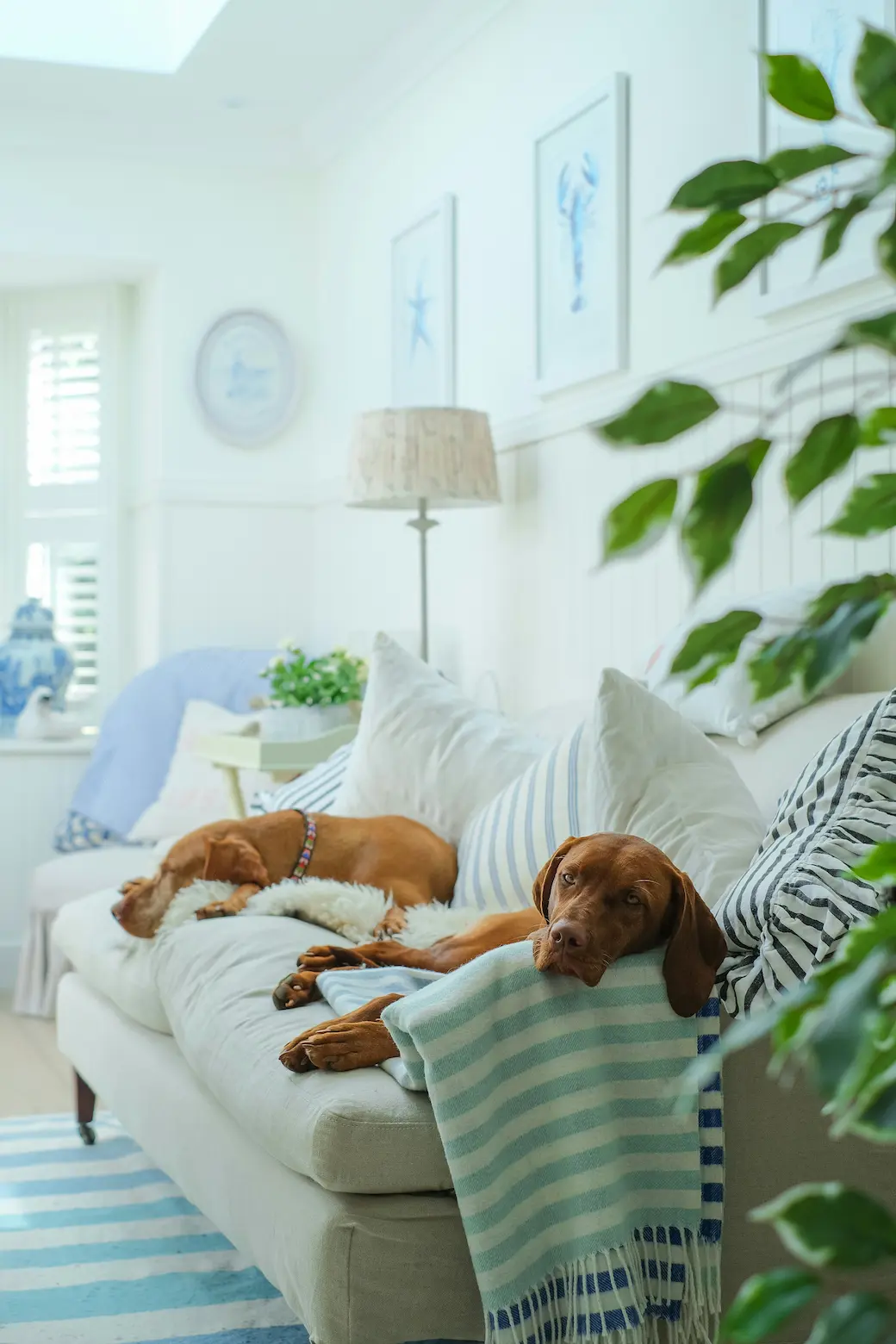 Top 10 Natural Remedies for Pet Anxiety in 2025 1 Natural remedies for pet anxiety with a calm dog resting