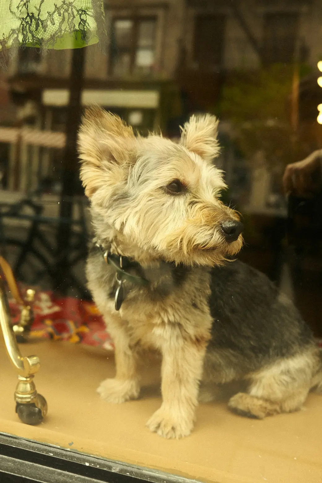 Top 5 Luxury Pet Scents for a Pampered Pet in 2025 1 Luxury Pet Scents for a Pampered Pet