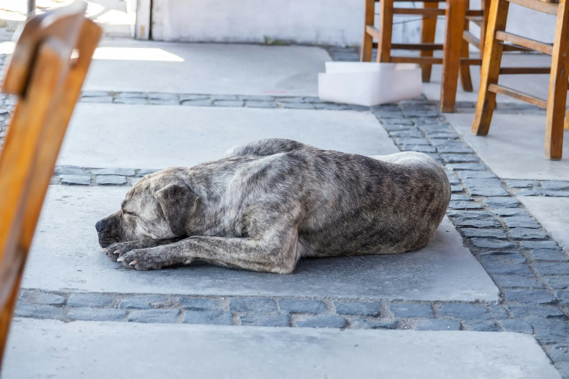 Top 10 Summer Care Tips for Dogs in 2025 2 Keeping dogs cool in summer with cooling products