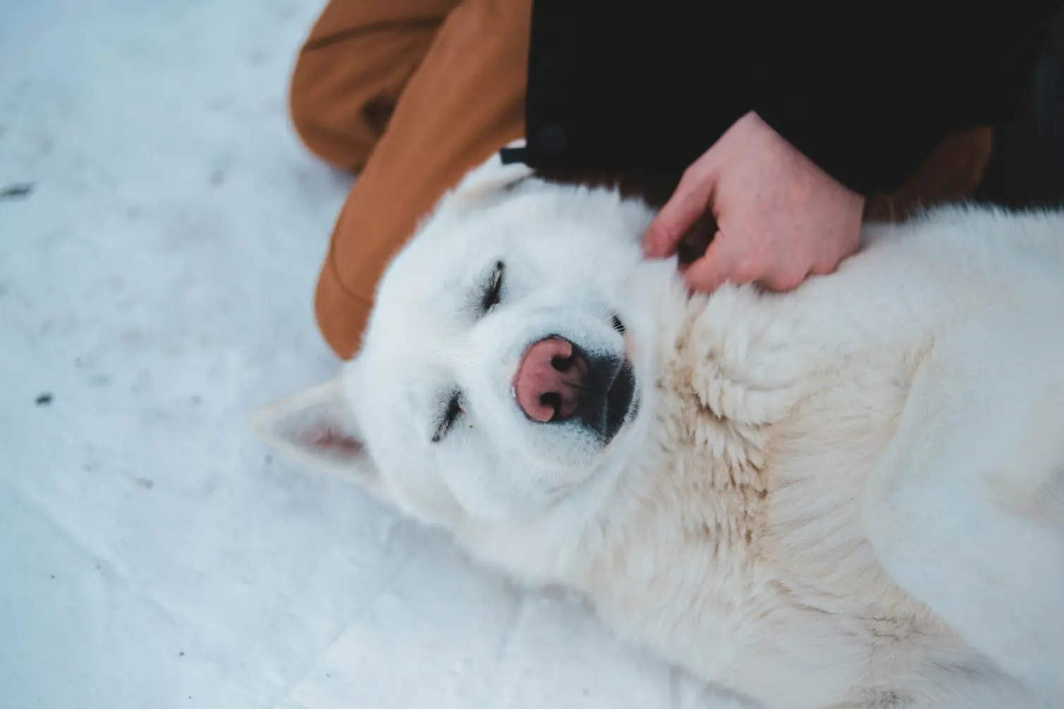 A comforting pet providing emotional support during daily routines ( pets as therapist)