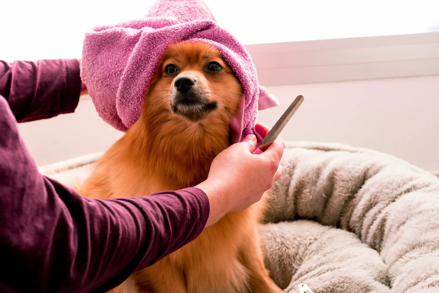 Top 10 Summer Care Tips for Dogs in 2025 3 Summer grooming for dogs to stay cool