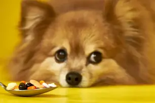 Top 10 Natural Remedies for Pet Anxiety in 2025 2 Holistic pet anxiety treatment using natural supplements