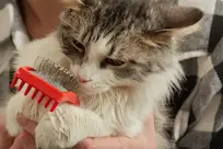 Cat being groomed to reduce excessive cat shedding