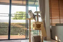 Top 10 Furniture Ideas for Cats in 2025 1 Cat on multi-level cat tree