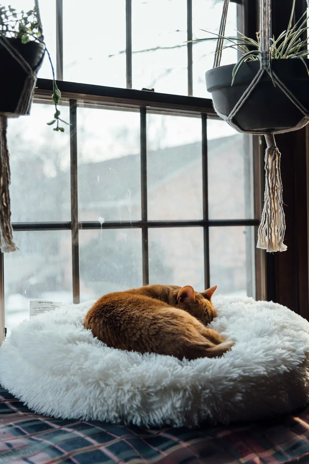 Top 10 Furniture Ideas for Cats in 2025 3 Cozy cat bed for feline relaxation
