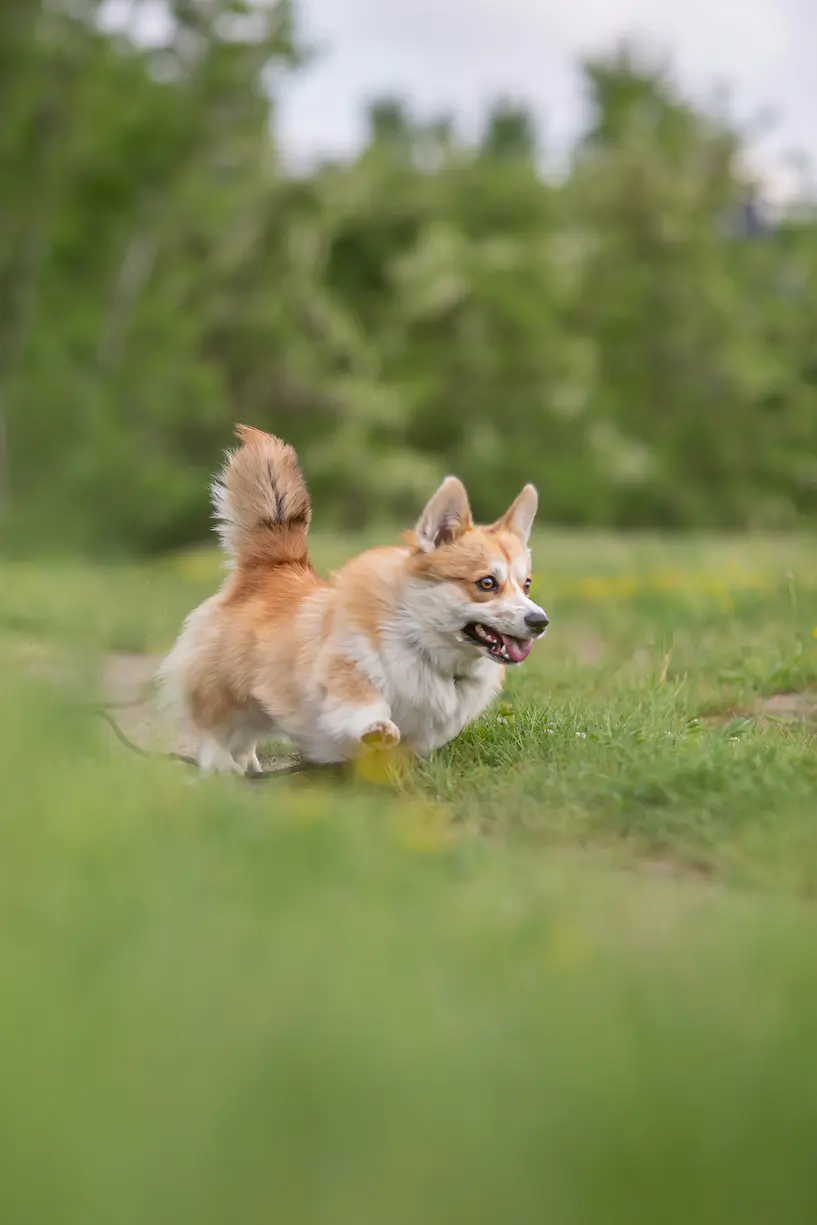 Healthy energetic dog after using probiotics