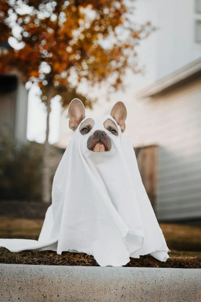 Choose Your Pet Costume: The Ultimate 2025 Pet Costume Guide 1 Funny dog outfit – Choose your costume wisely