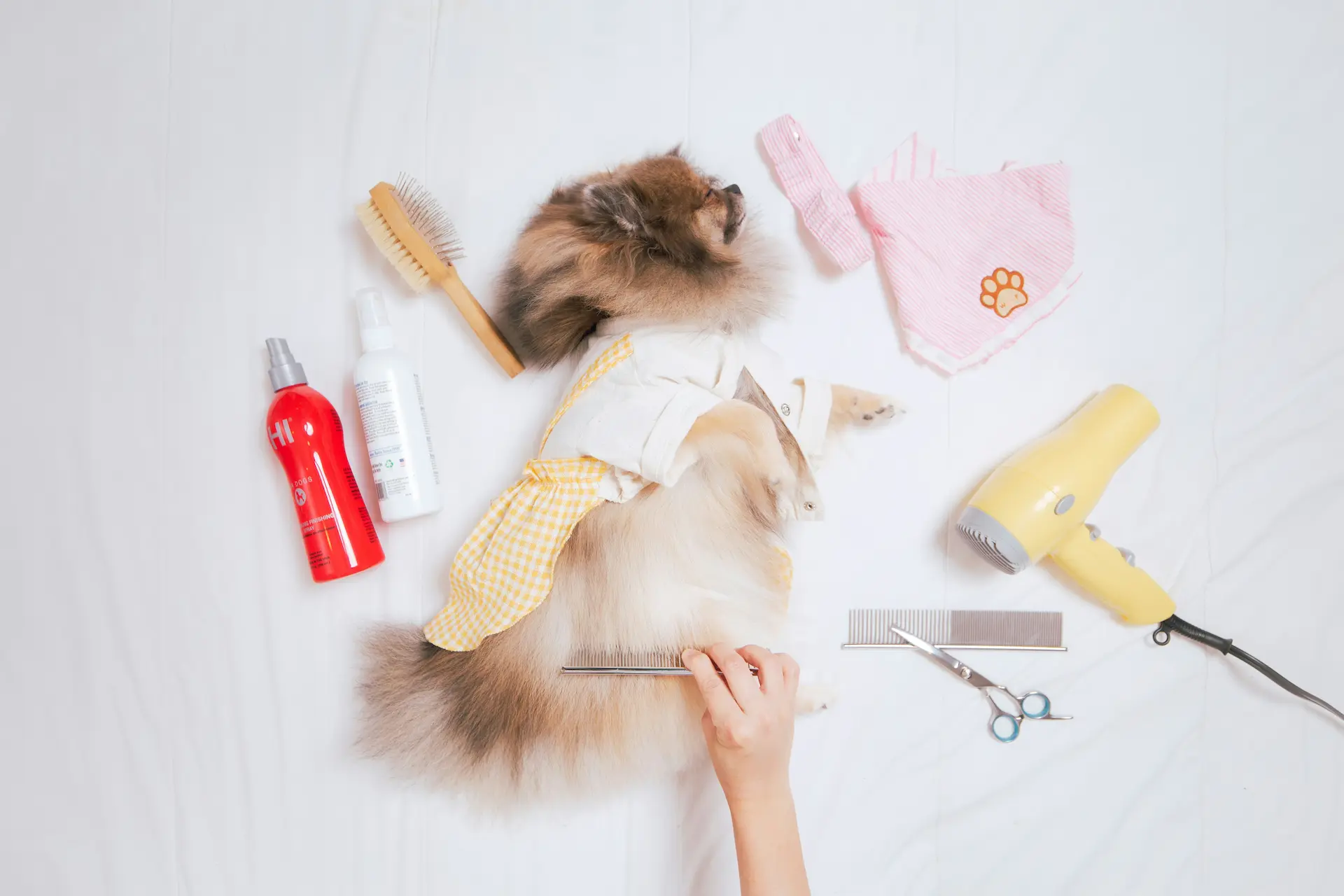 Cat grooming tools for managing cat shedding solutions