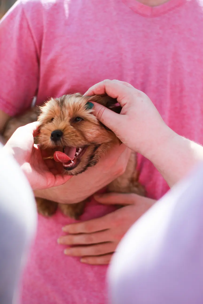 Puppy health tips with vet checkup
