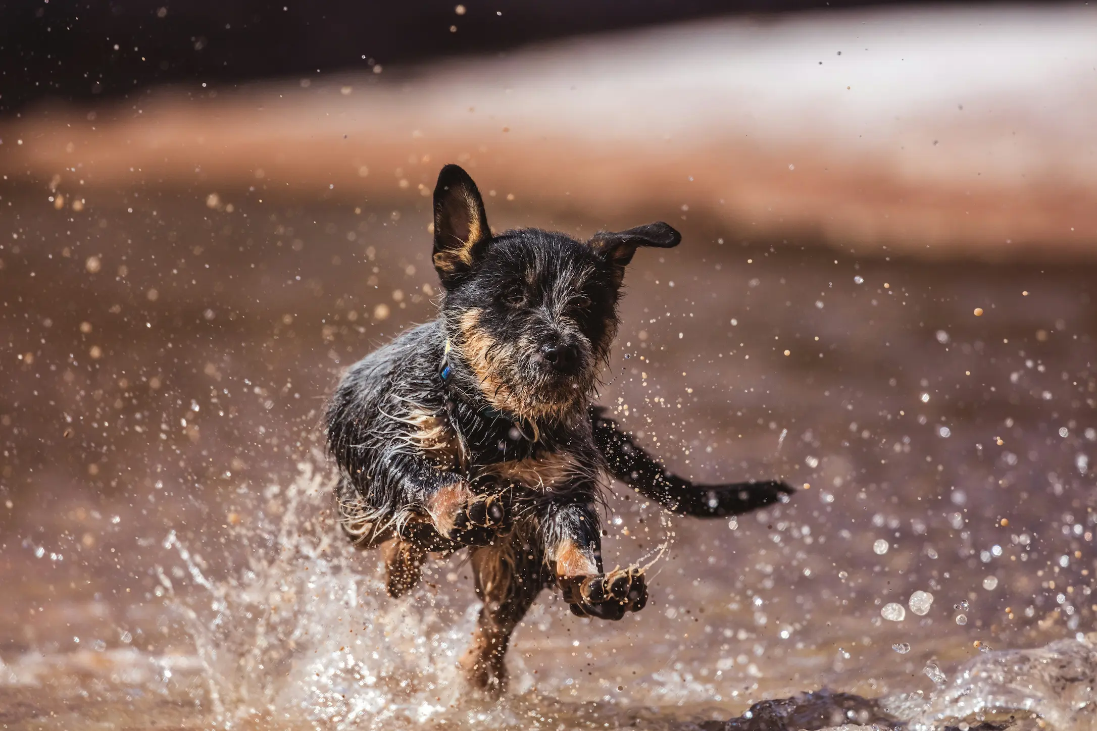 Dog bath at home with a happy, clean pup