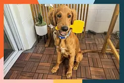 Best 3 in 1 grooming tool for pets with detangling and massage