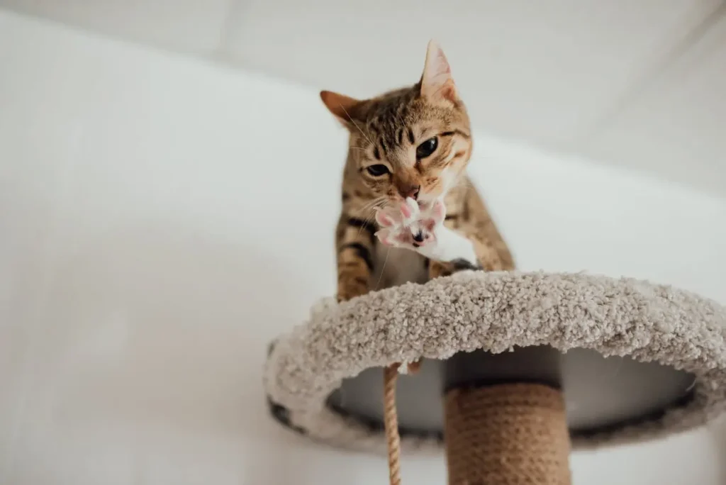 cat sitting on cat furniture