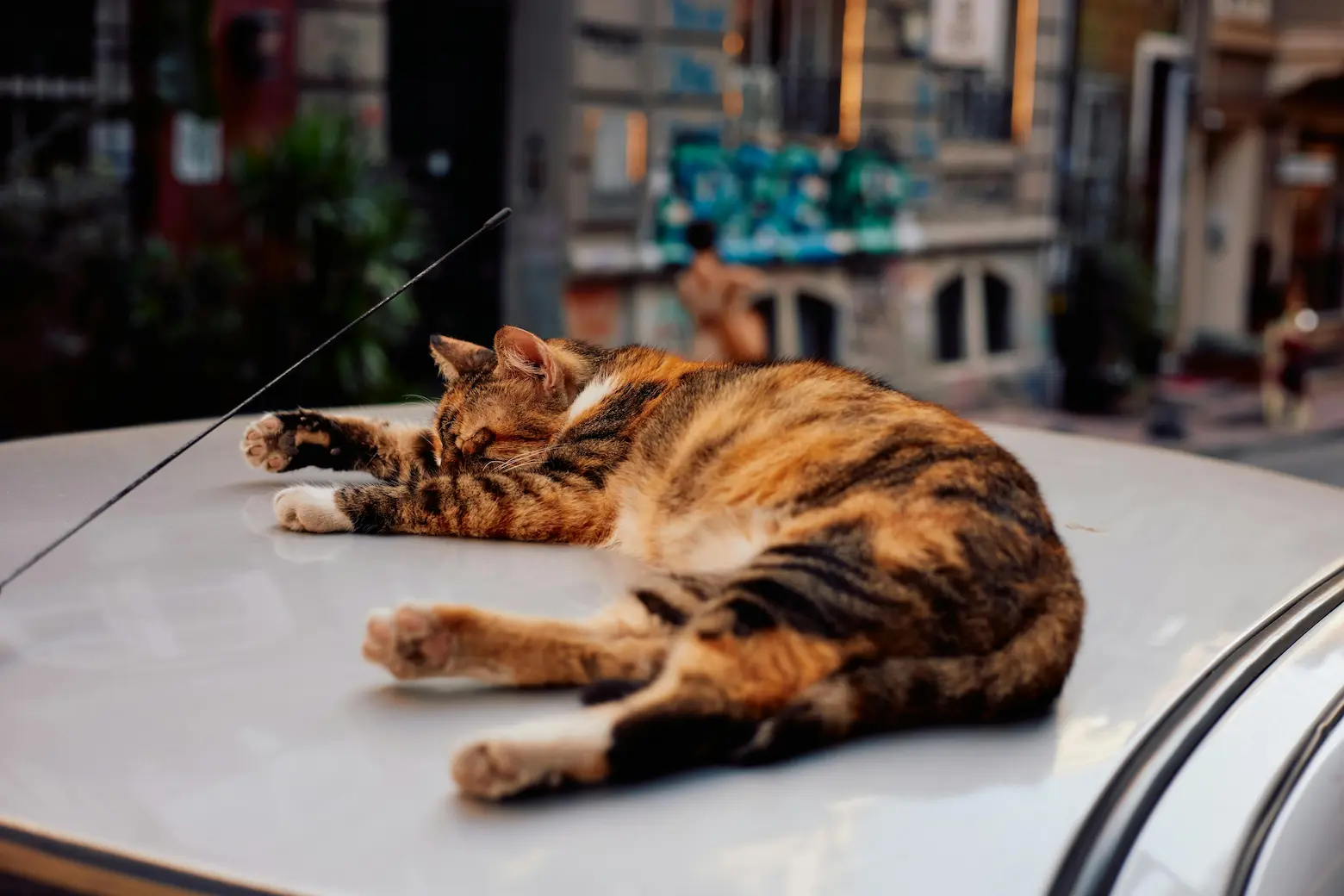 Prevent Cat Chewing Electrical Cords: 7 Proven Tips for 2025 1 Cat near electrical cords with pet-safe cover