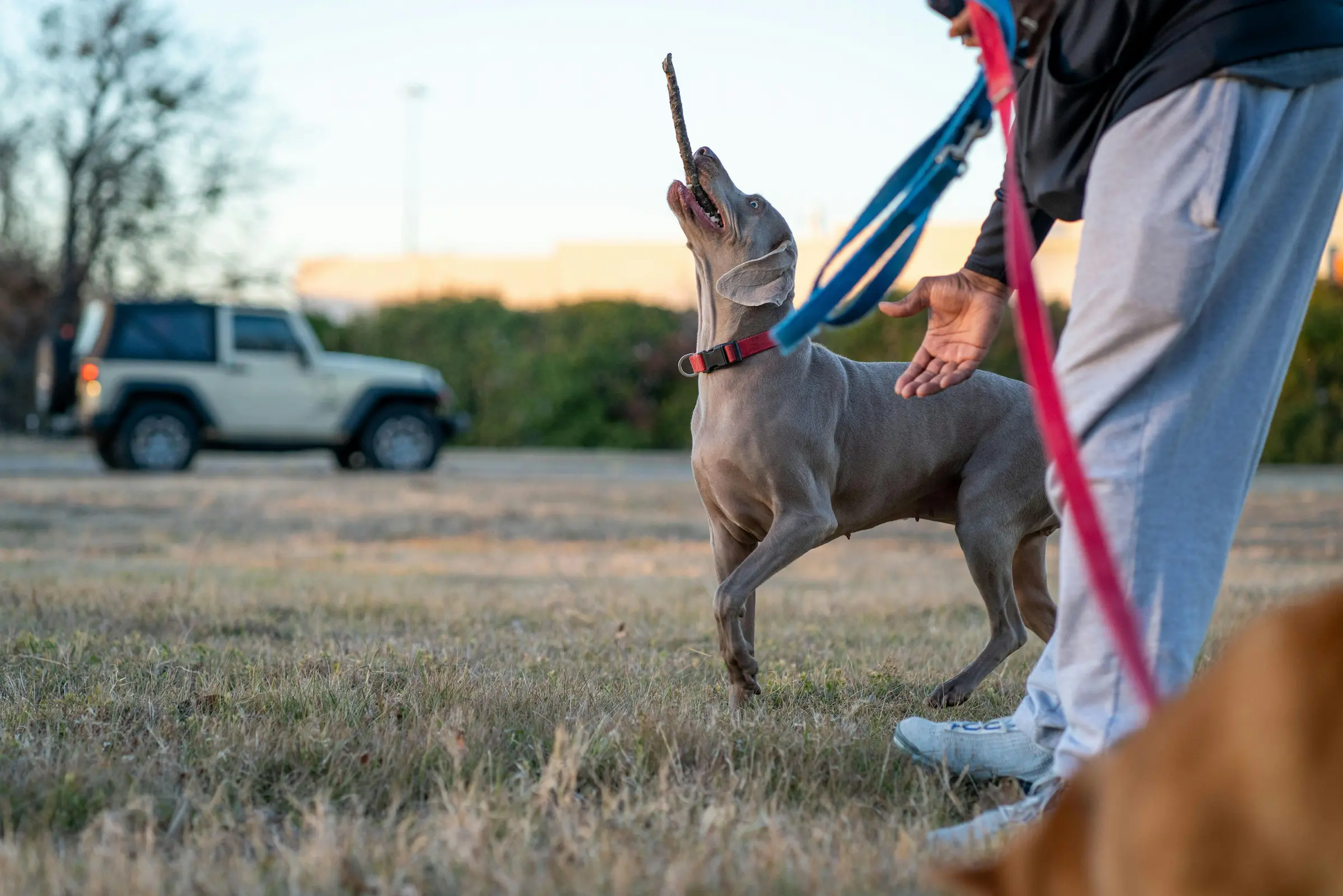 Dog playing with sticks in a park