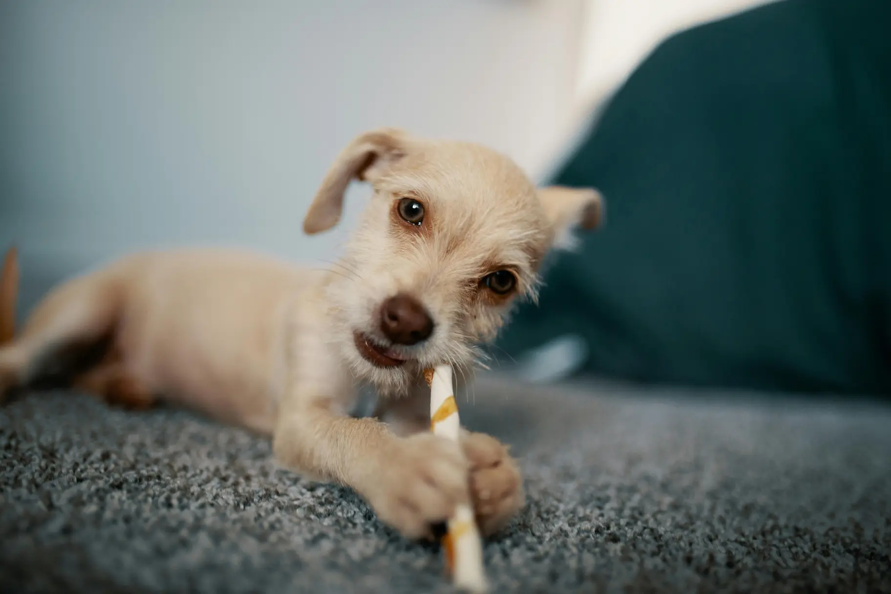 Dog chewing sticks safely