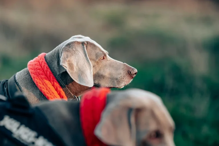 fresh air for pets