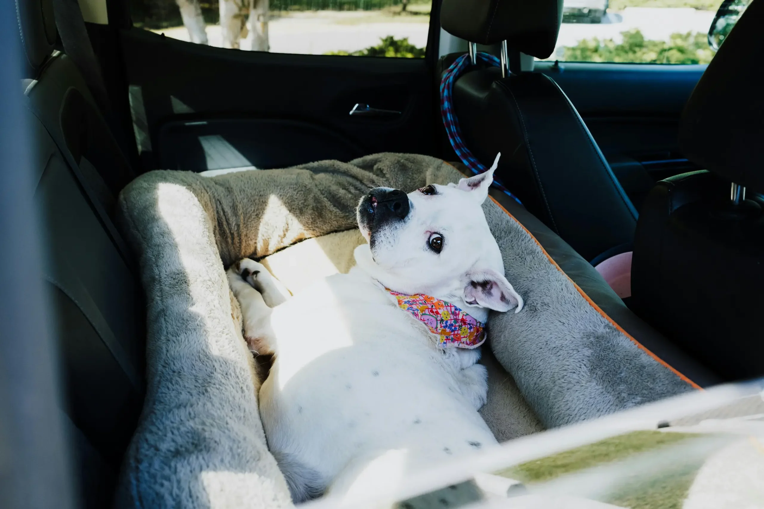 Top 7 Dog Car Beds for Comfy & Safe Travel in 2025 2 Safe dog car bed with harness for pet travel safety