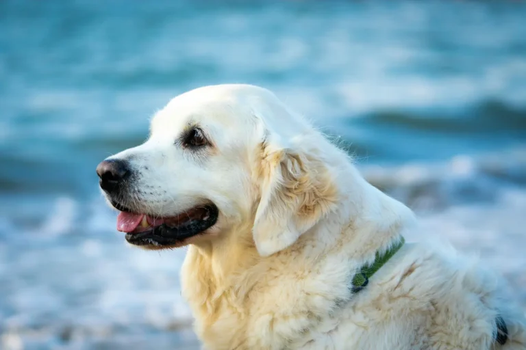 pet