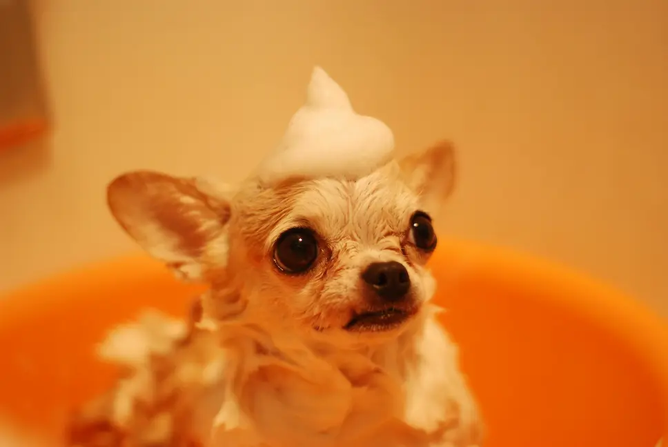 Best dog shampoo for itchy skin being used on a happy dog