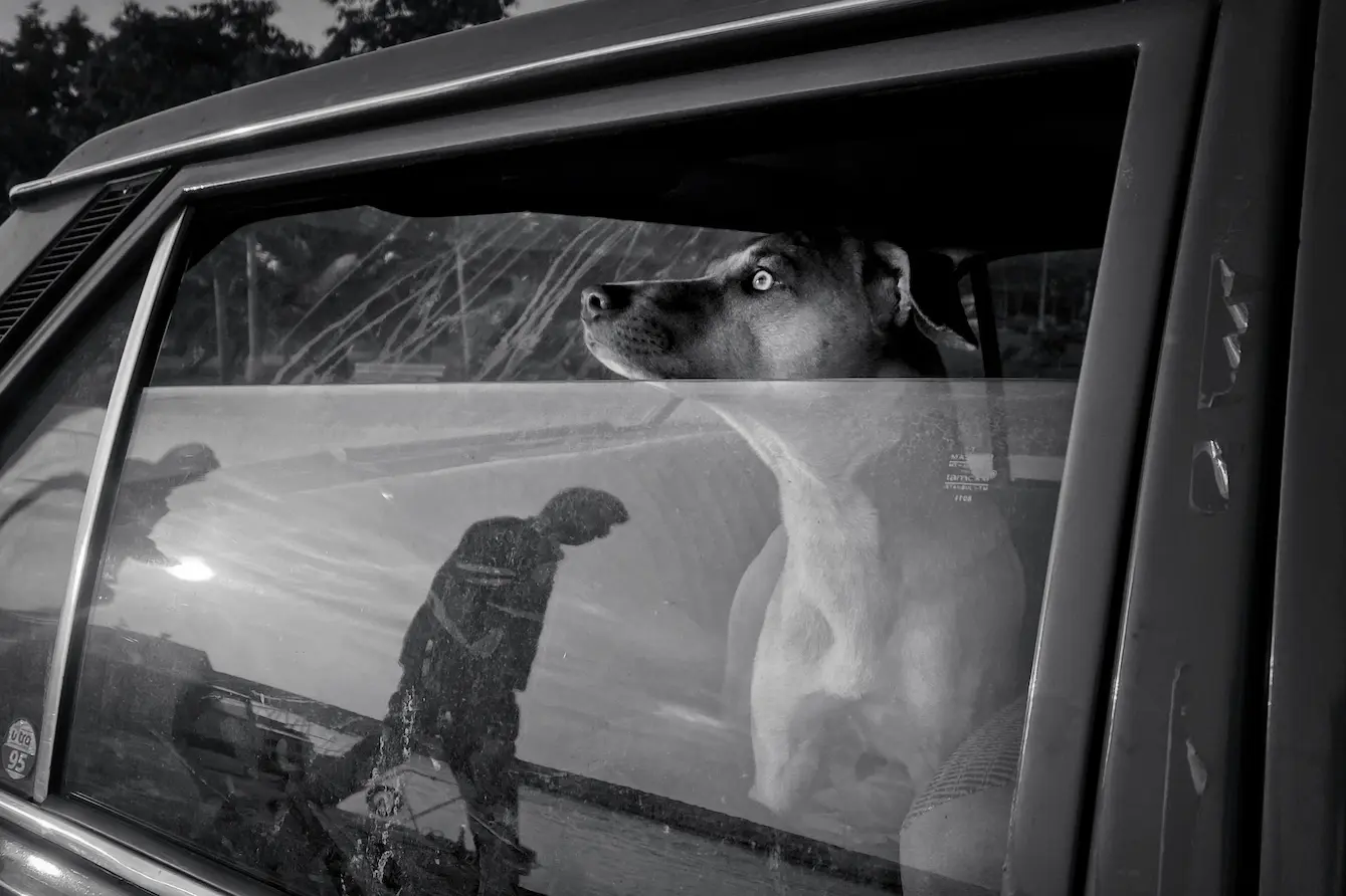 Top 7 Dog Car Beds for Comfy & Safe Travel in 2025 1 Dog relaxing in a comfy dog car bed during travel