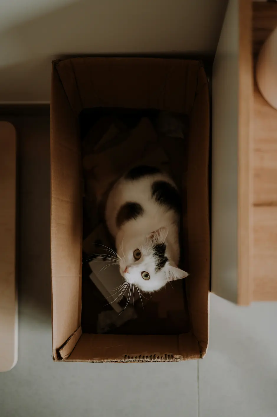 Tofu Cat Litter: 7 Must-Know Benefits for Your Furry Cat (2025) 1 Cat near tofu litter box (Tofu cat litter)