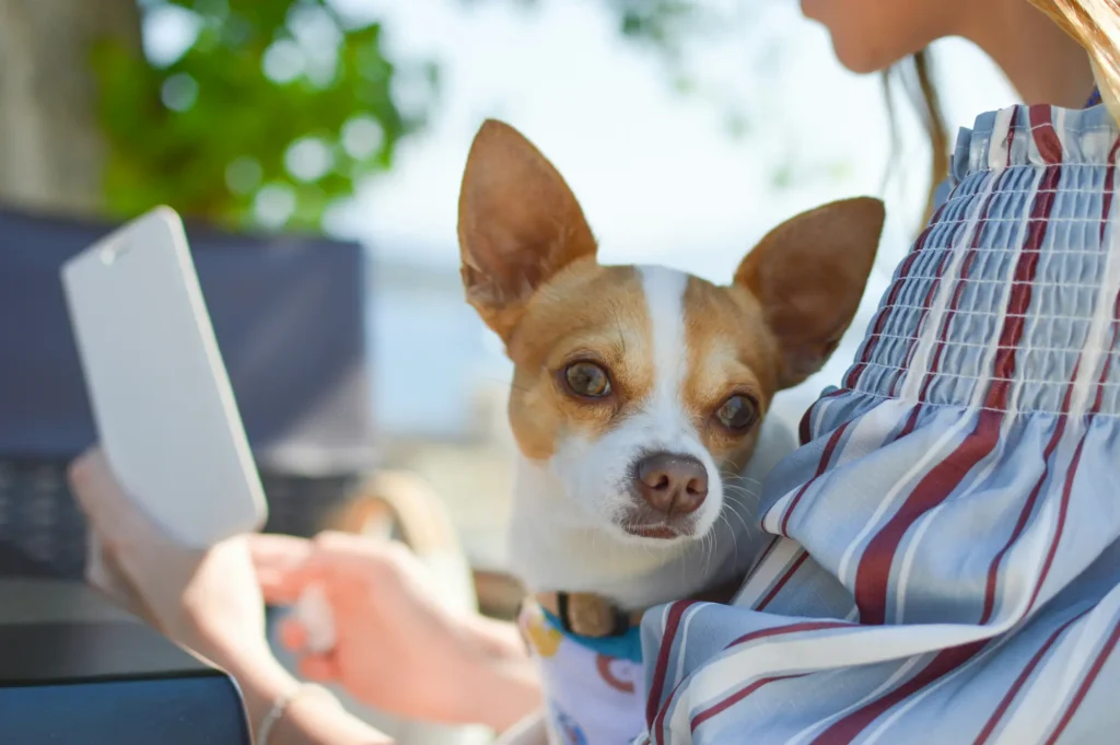 Virtual Pet Care
