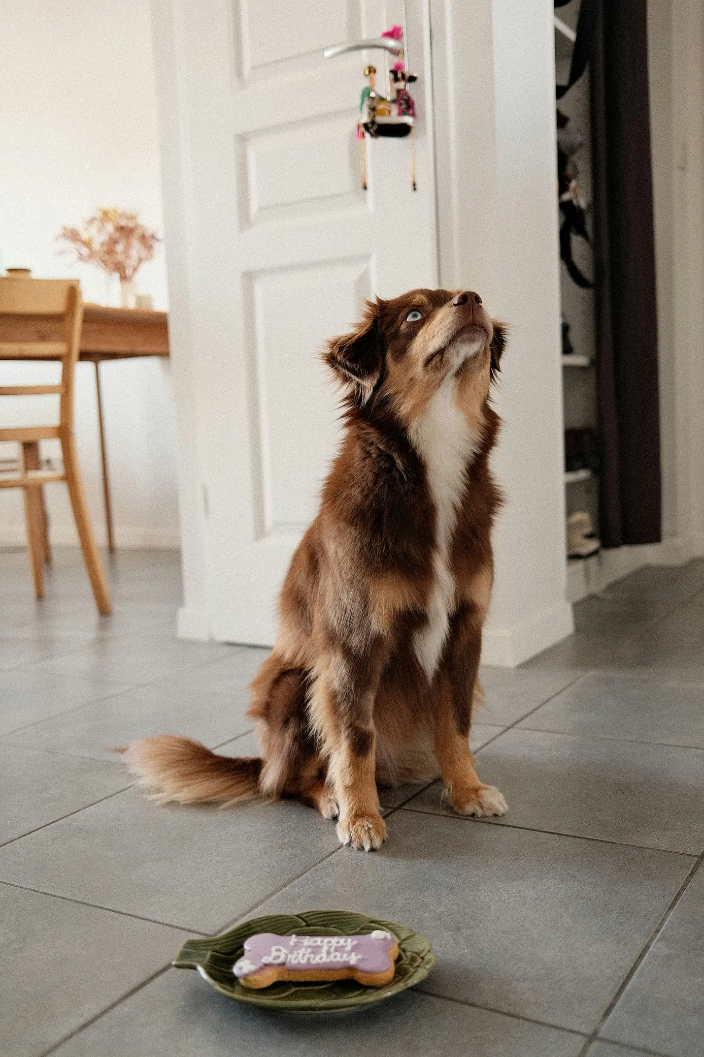 Rescue a Dog Near You: 2025 Tips 5 Local dog adoption process: meeting your new furry family member