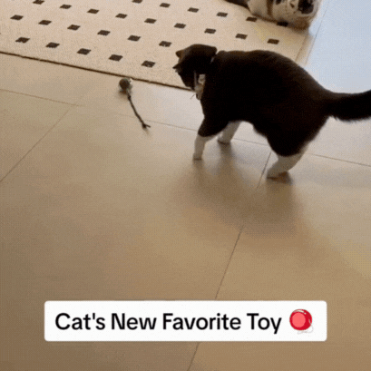 Interactive Cat Toy Ball Super Drive Cat Rolling Ball 7 Interactive Cat Toy Ball Super Drive Cat Rolling Ball