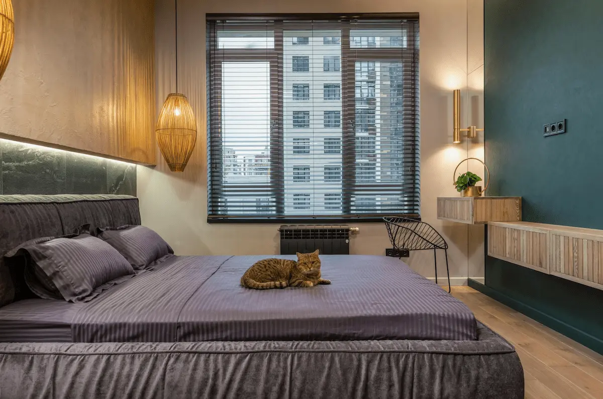 cat in a hotel room