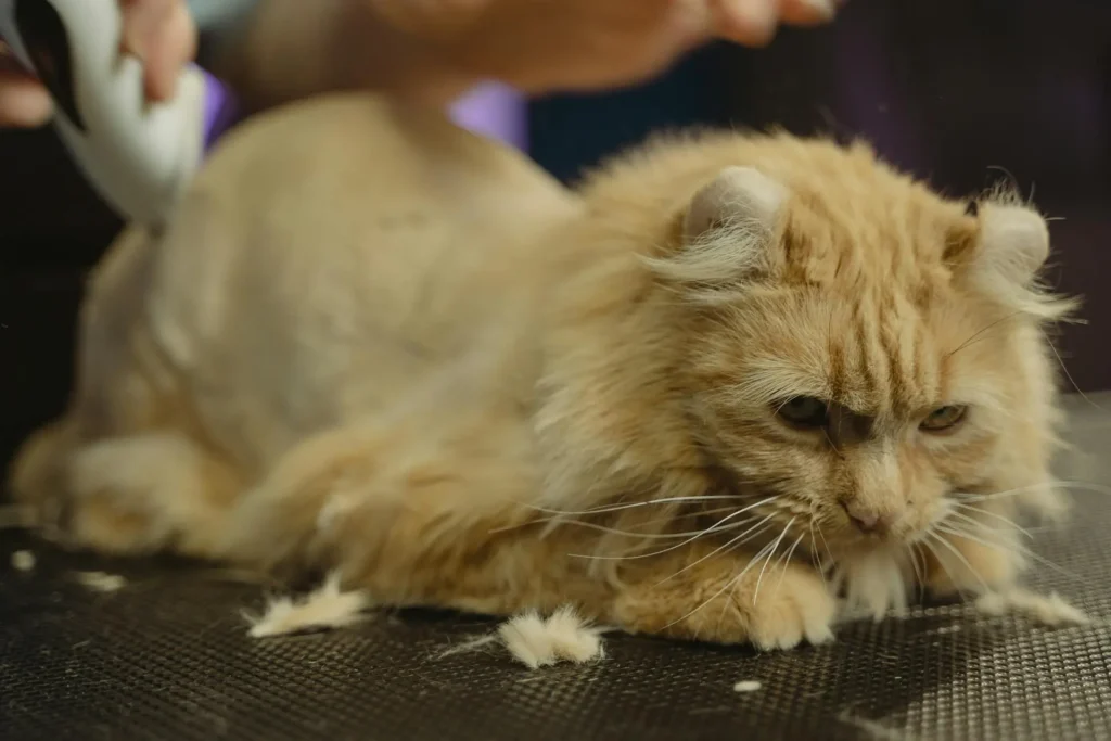 Home 27 pet grooming by vet