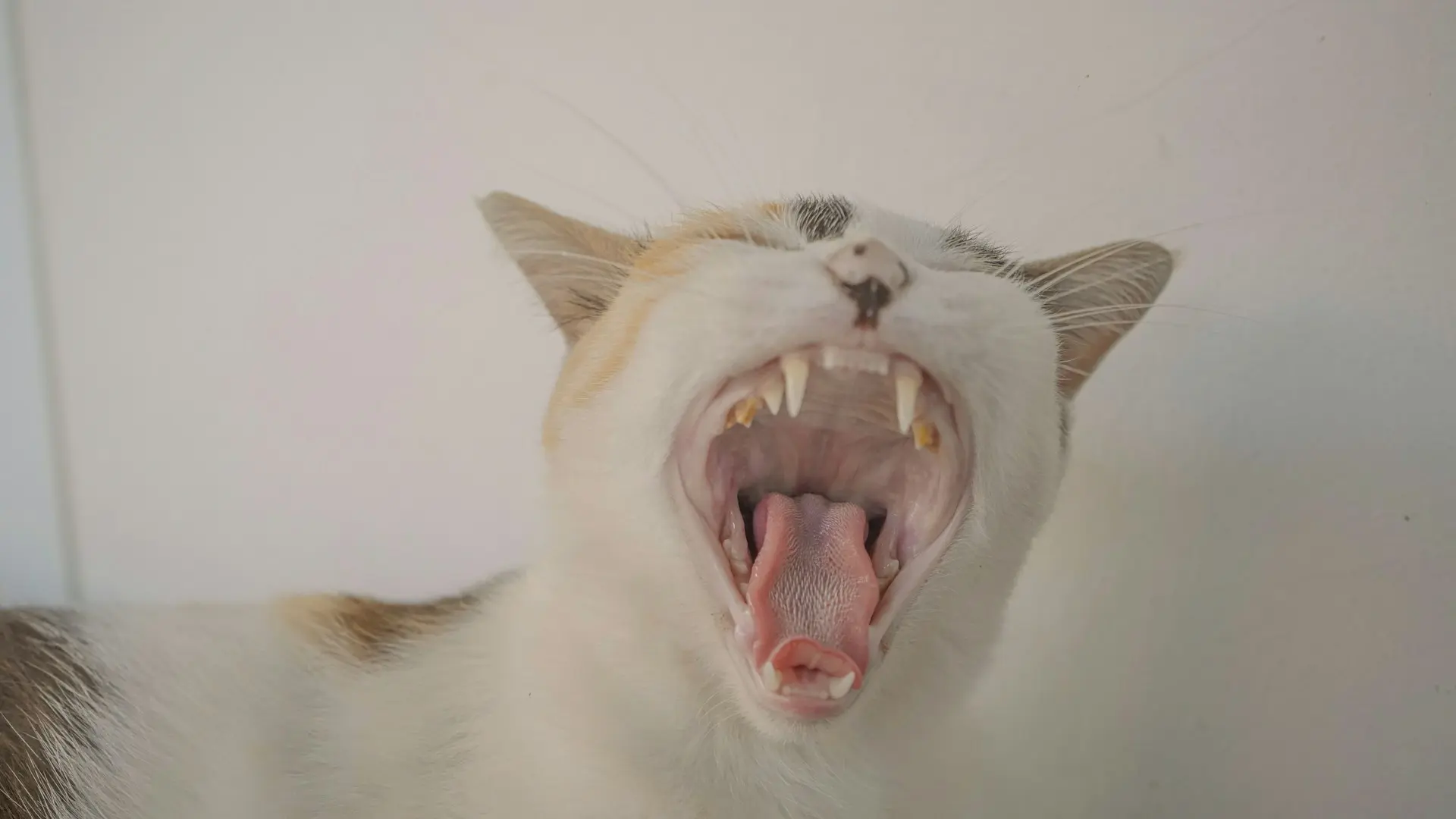 Cat Grooming Tips 2025: The Ultimate Guide for Happy, Healthy Cats 5 cat grooming at home dental care