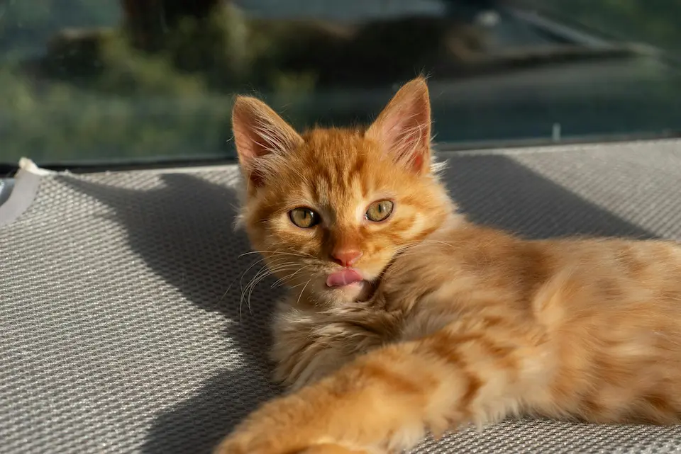 ashera cat relaxing in sun