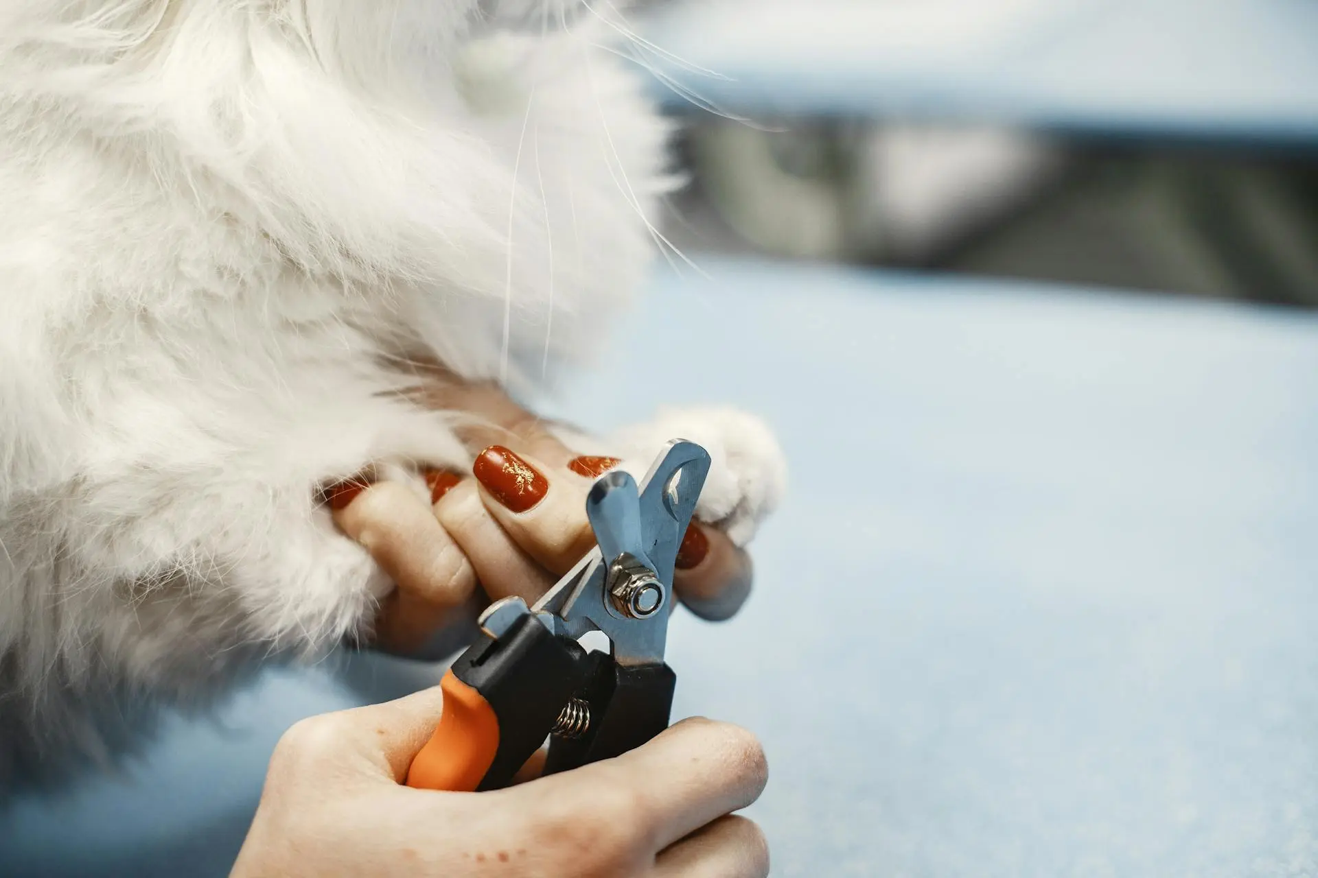Cat Grooming Tips 2025: The Ultimate Guide for Happy, Healthy Cats 3 cat grooming at home nail trimming