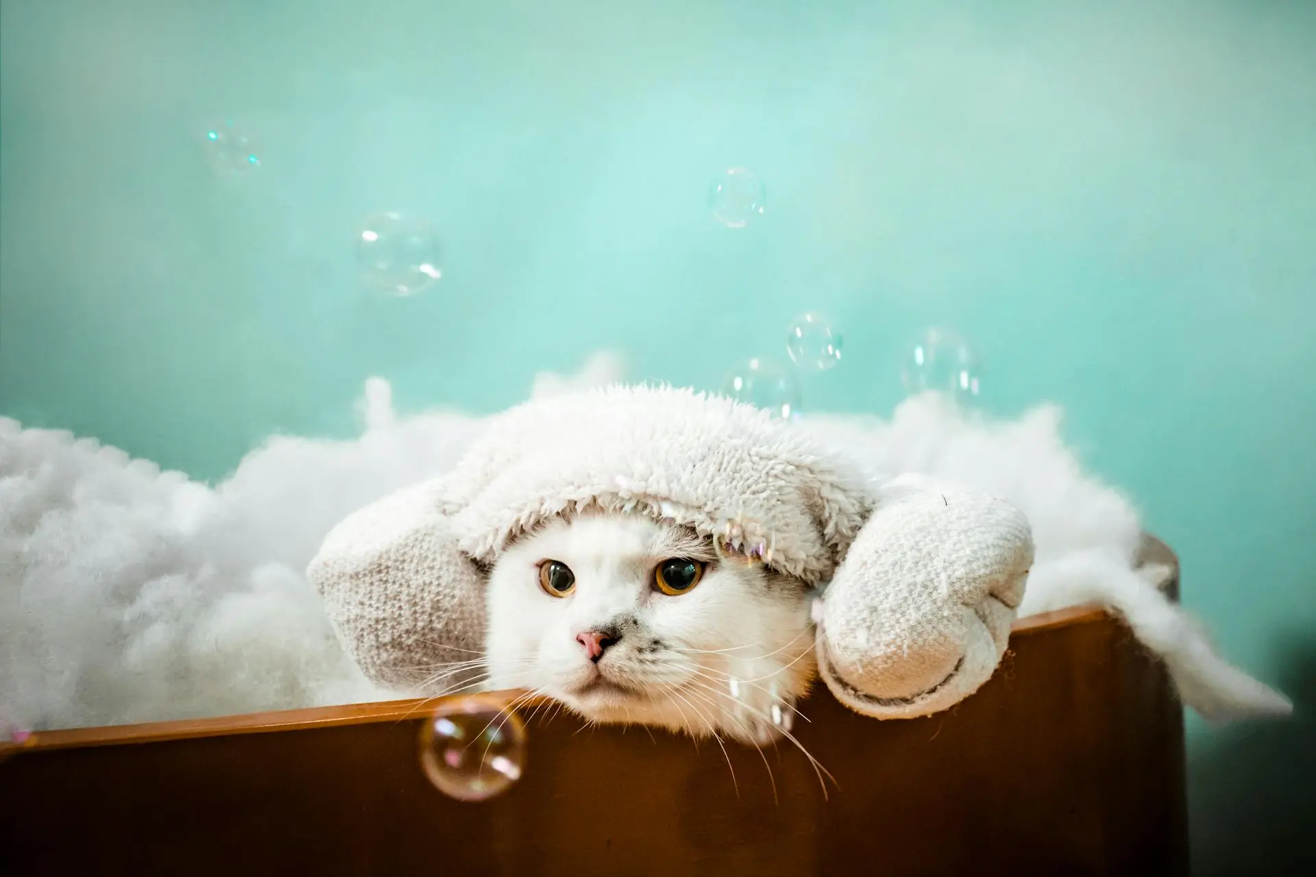 Cat Grooming Tips 2025: The Ultimate Guide for Happy, Healthy Cats 2 cat grooming at home with bathing