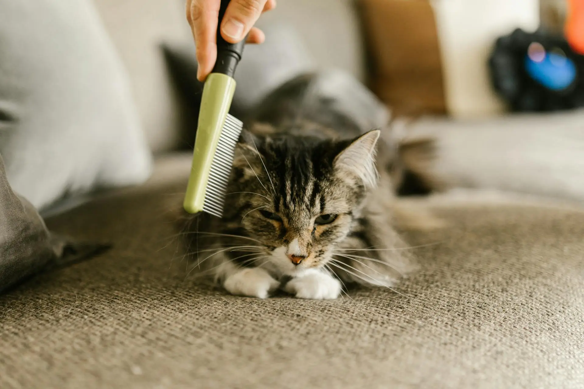 Cat Grooming Tips 2025: The Ultimate Guide for Happy, Healthy Cats 1 cat grooming tips at home with brushing