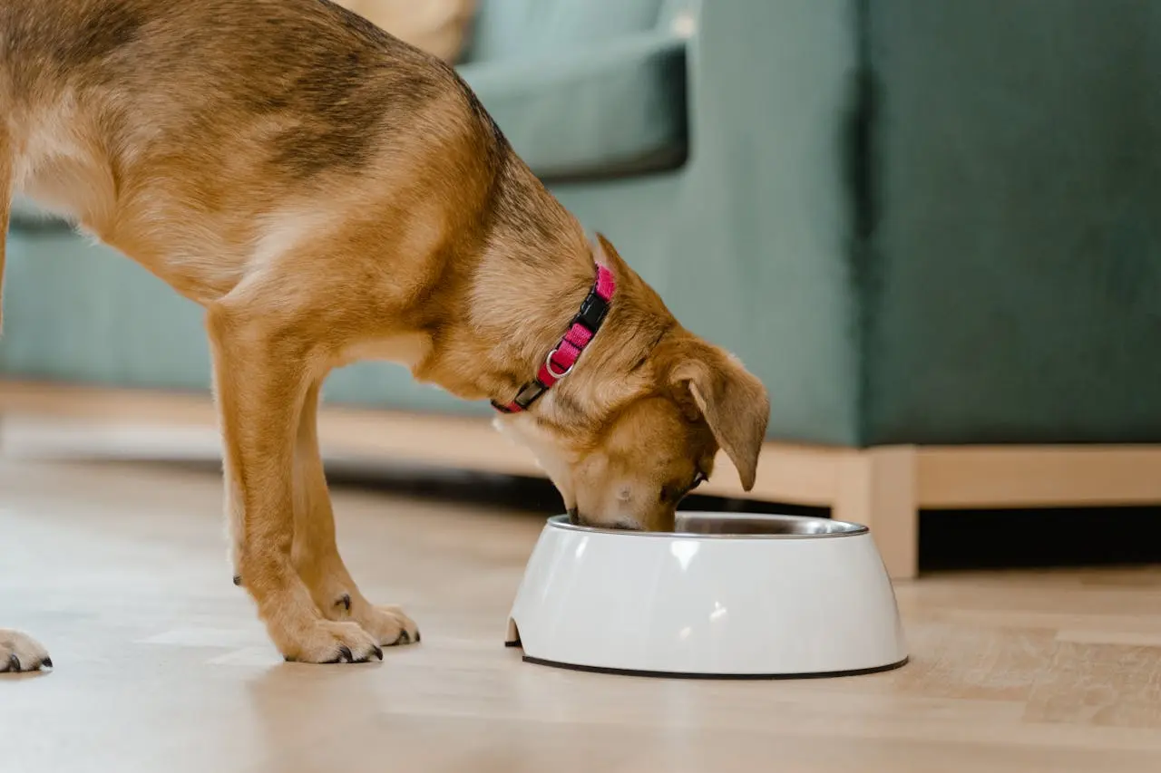 Homemade winter meals and treats for dogs