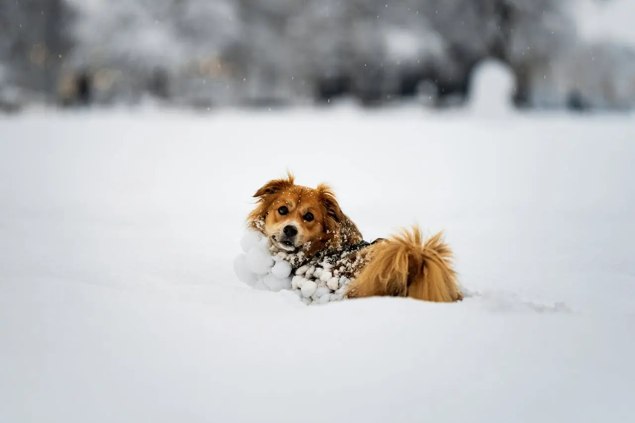 Dog playing in winter safely